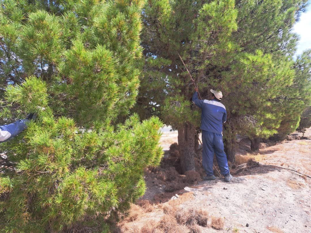 Collecting dry pine leaves