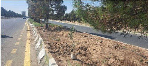 Plant olive trees on the main boulevards of the zone.