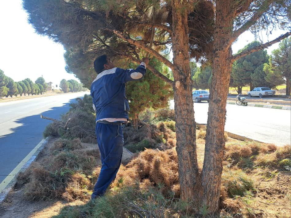 Autumn pruning of pine trees begins