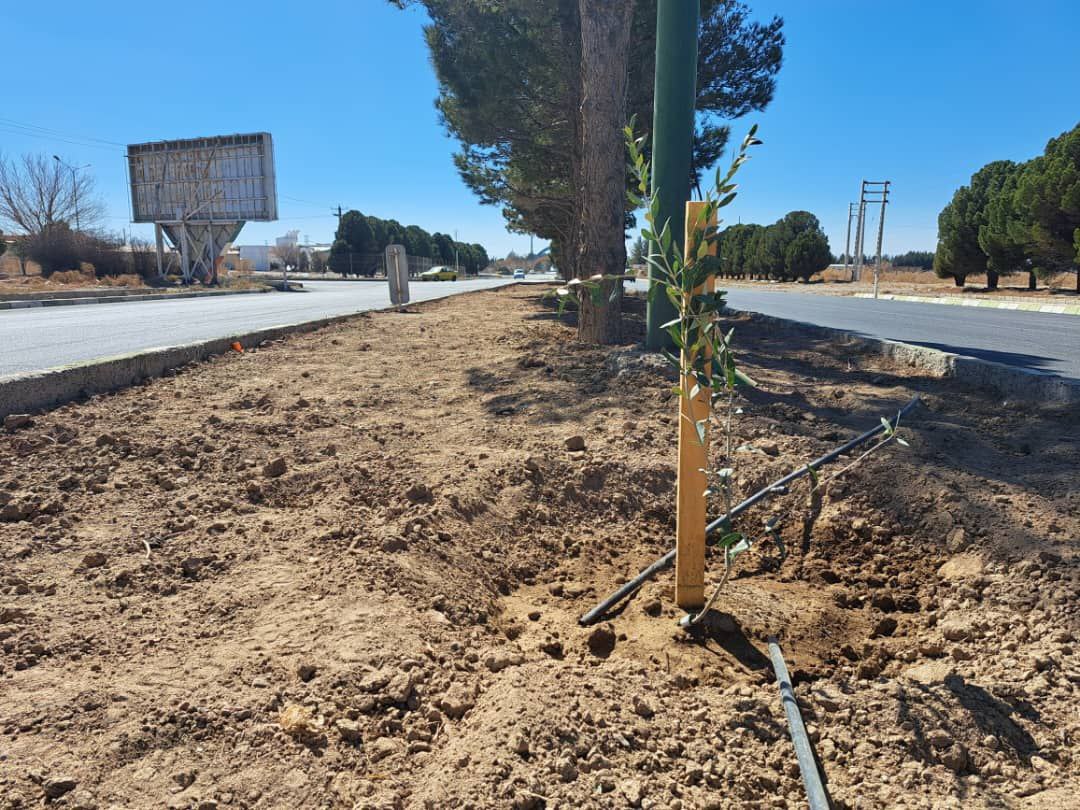 کاشت درخت زیتون در بلوارهای اصلی منطقه