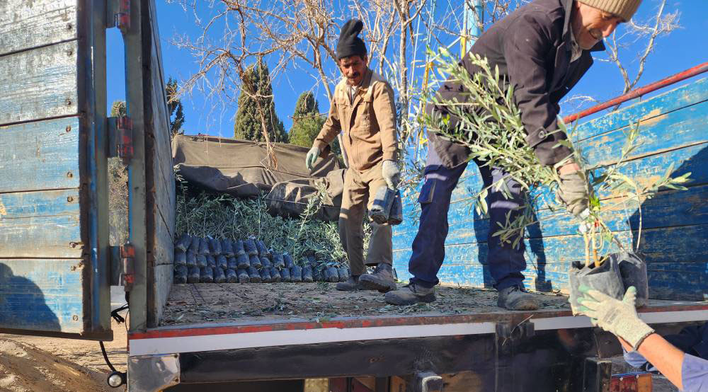واکاری دو هزار اصله درخت زیتون در منطقه